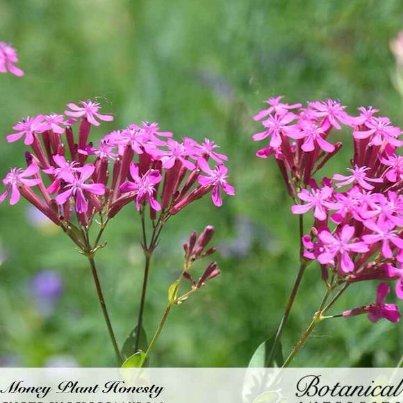 🪷64 Money ‘Silver Dollar’ Luck Lunaria Plant Seeds, Non-GMO Heirloom🪷 - Picture 4 of 14
